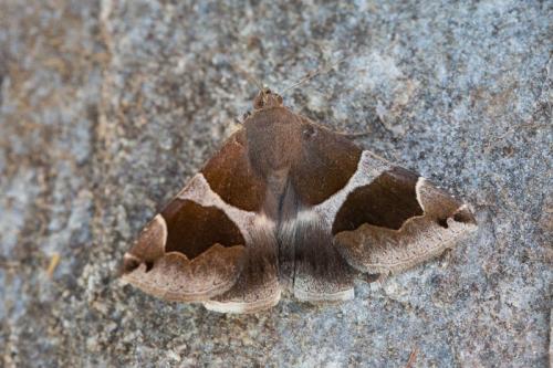 Réf. 237 815 : Dysgonia algira